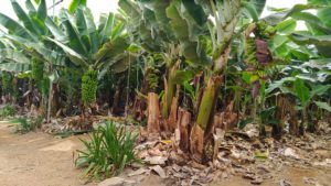 Read more about the article Plantacja bananów na Teneryfie