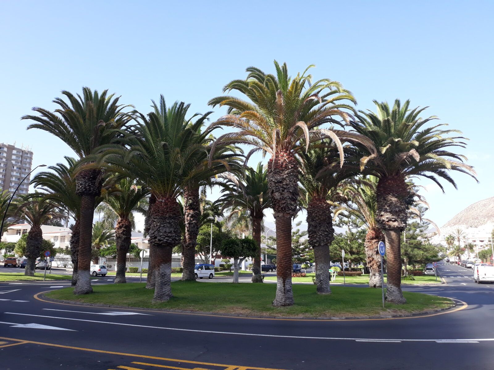 Read more about the article Teneryfa- wyspa palm, bananów i jaszczurów