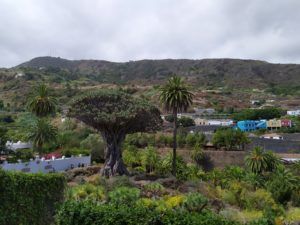 Read more about the article Icod de los Vinos, Teneryfa