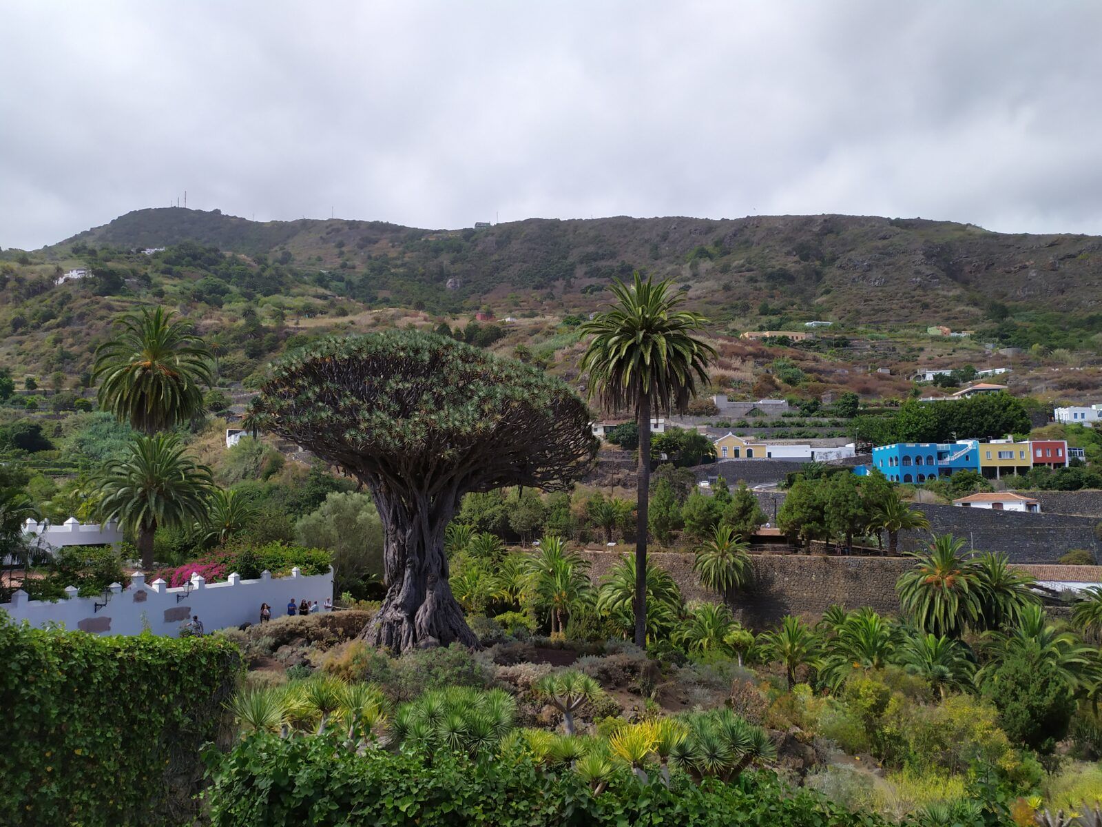 Read more about the article Icod de los Vinos, Teneryfa