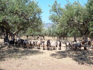 Read more about the article Kreta- oliwkowa wyspa usiana tawernami